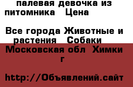 палевая девочка из питомника › Цена ­ 40 000 - Все города Животные и растения » Собаки   . Московская обл.,Химки г.